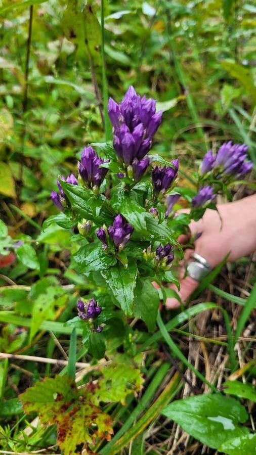 Gentianella quinquefolia flower