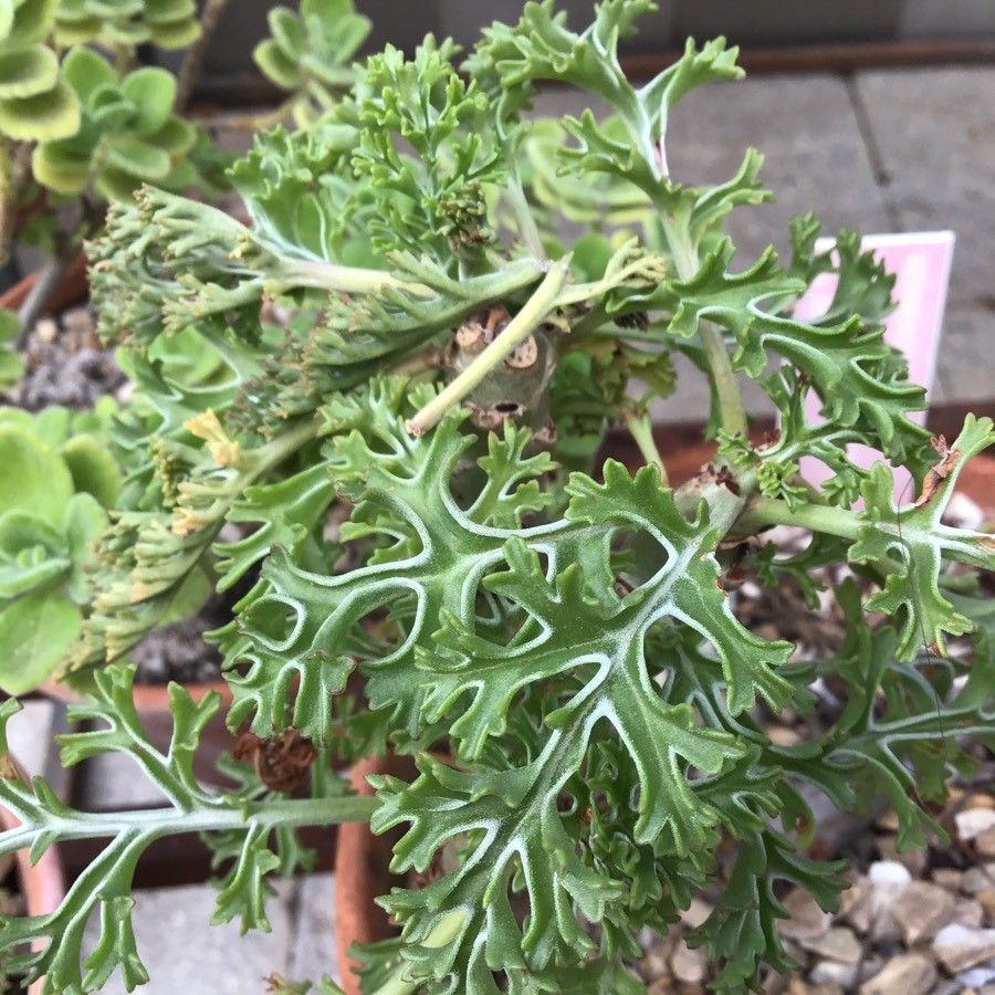 Pelargonium crassicaule — houseplant care guide
