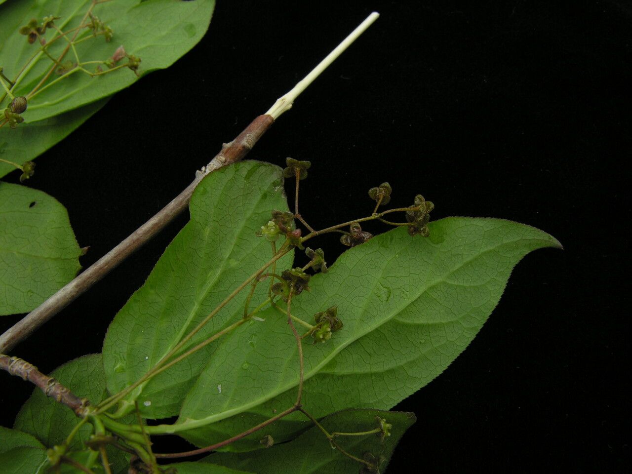 Euonymus frigidus habit