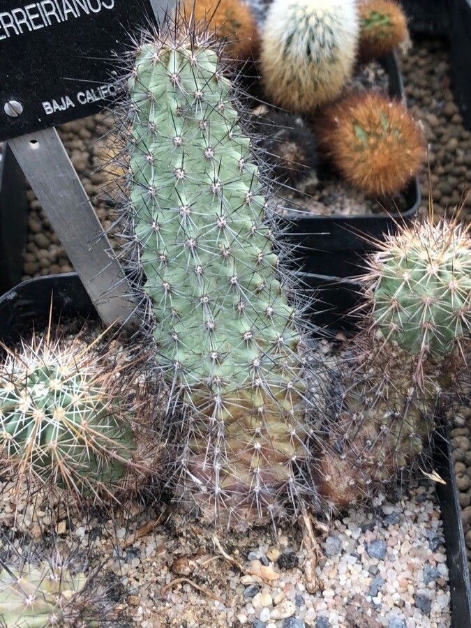 Echinocereus ferreirianus — search result for 'Echinocereus'