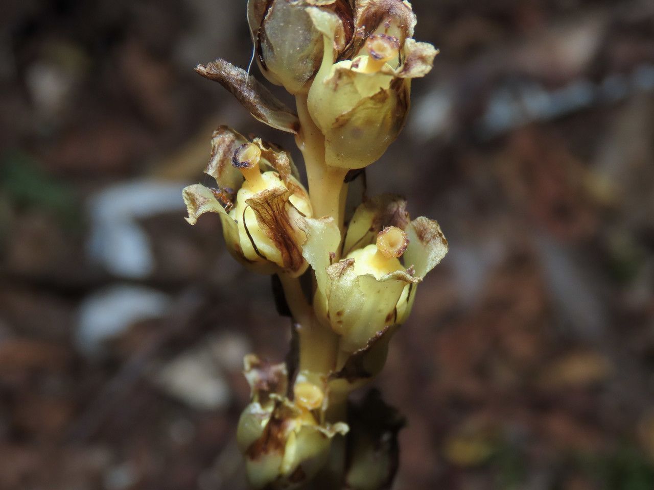 Monotropa hypopitys fruit