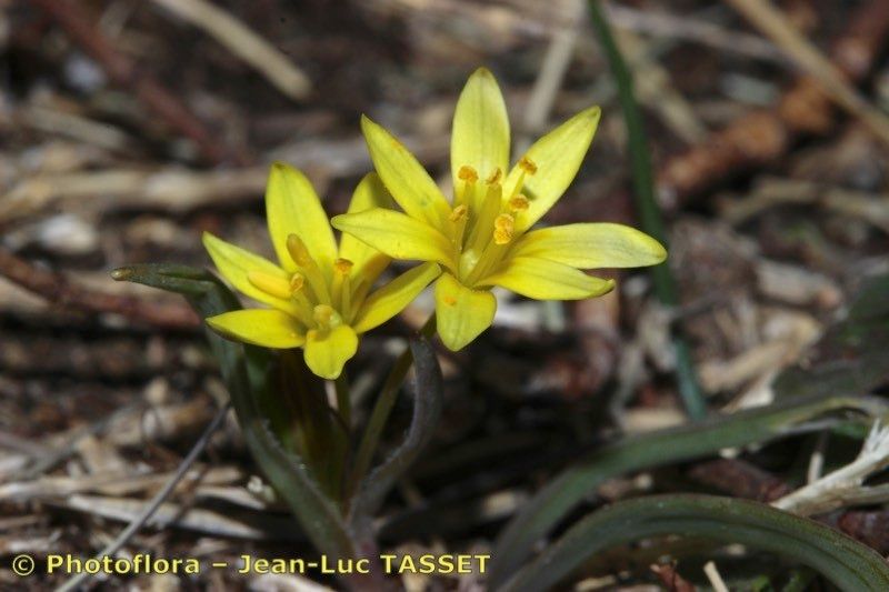 Gagea reverchonii — search result for 'Gagea'