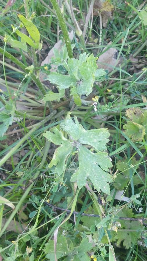 Ranunculus constantinopolitanus — houseplant care guide