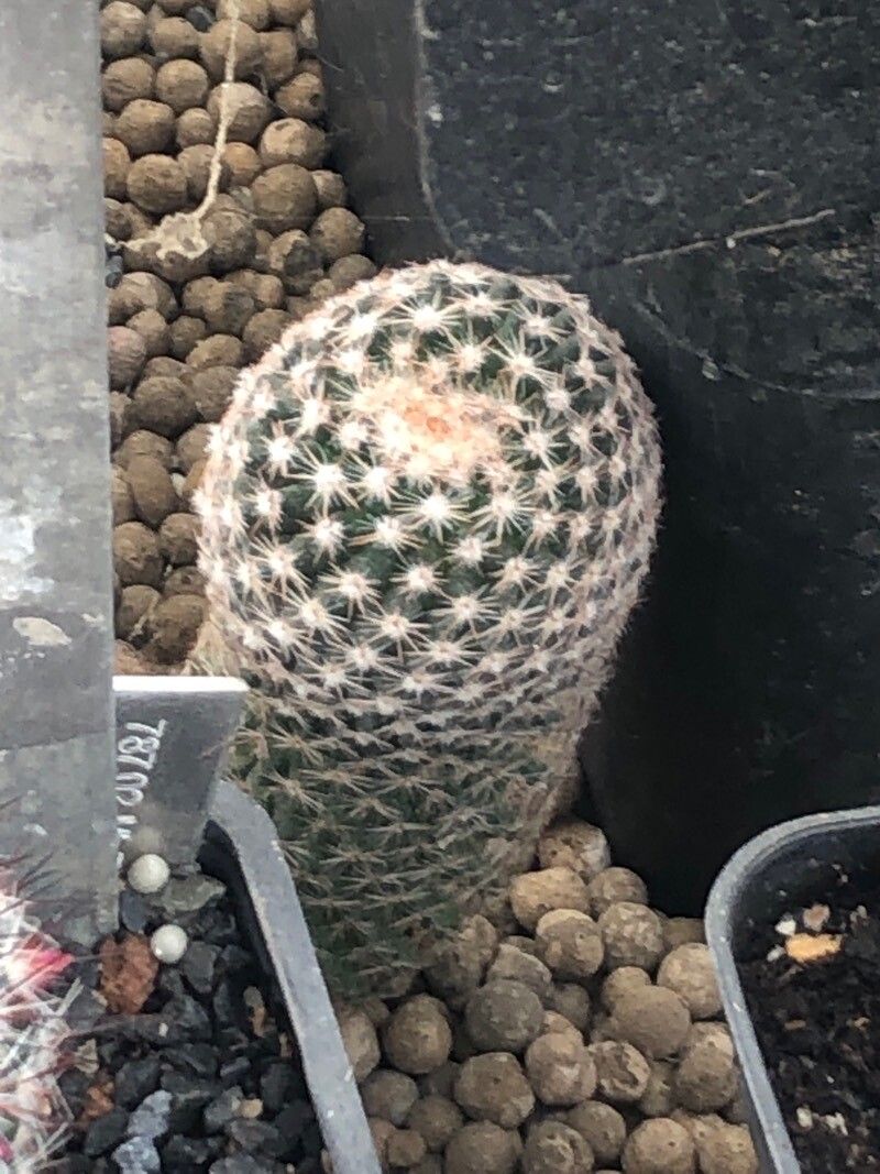 Mammillaria formosa leaf