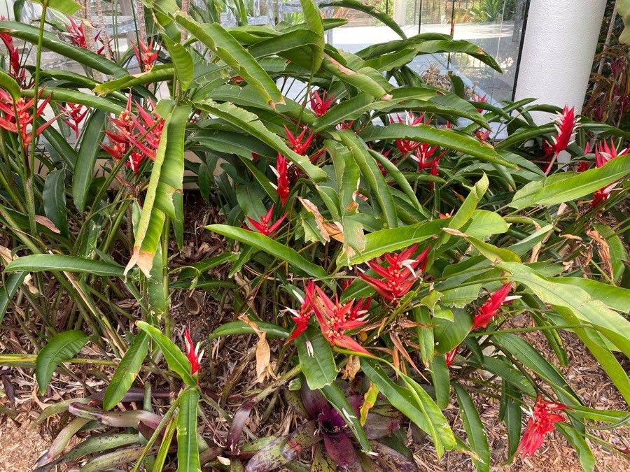 Heliconia farinosa habit