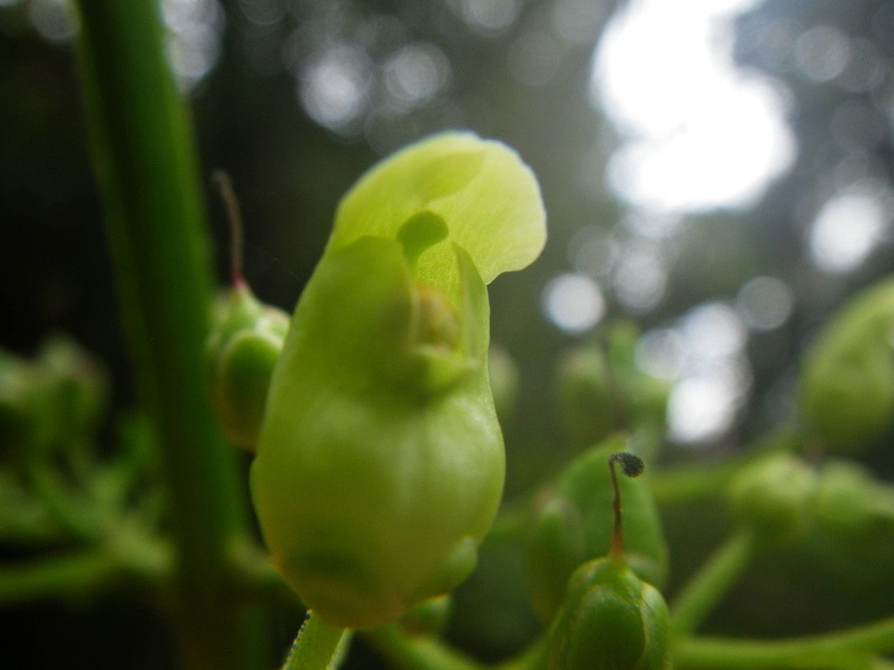 Scrophularia smithii — houseplant care guide