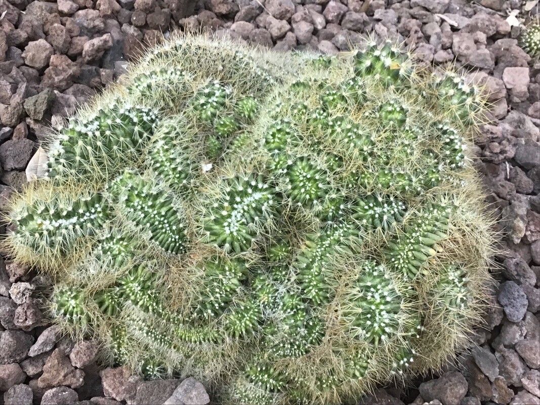 Mammillaria flavescens — houseplant care guide