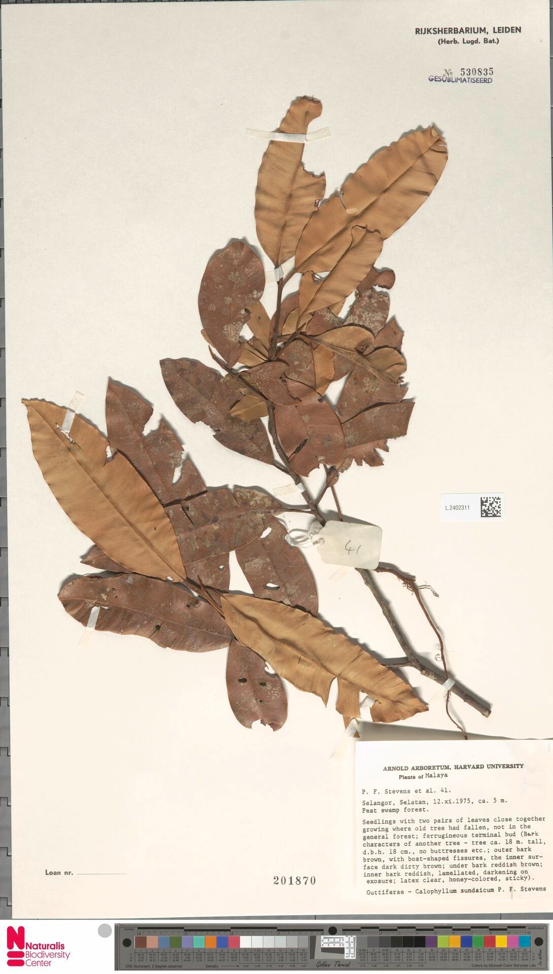 Calophyllum sundaicum — search result for 'Calophyllum'