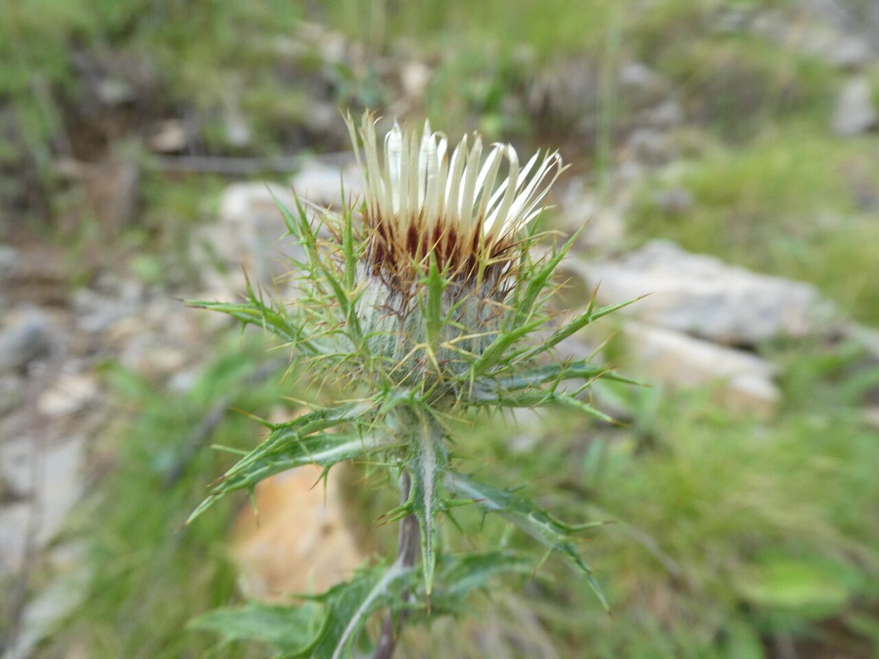 Carlina vulgaris leaf