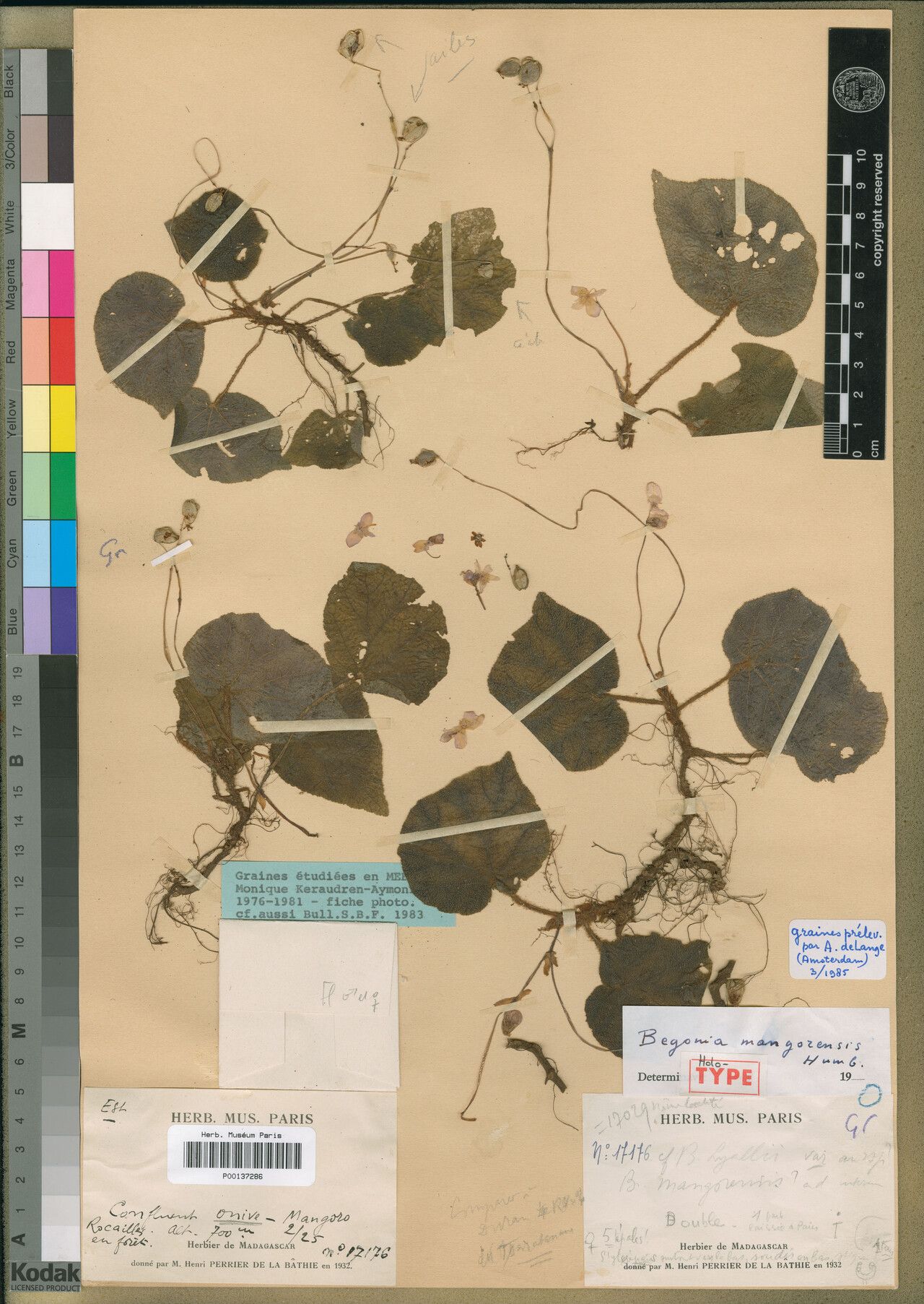 Begonia mangorensis — houseplant care guide