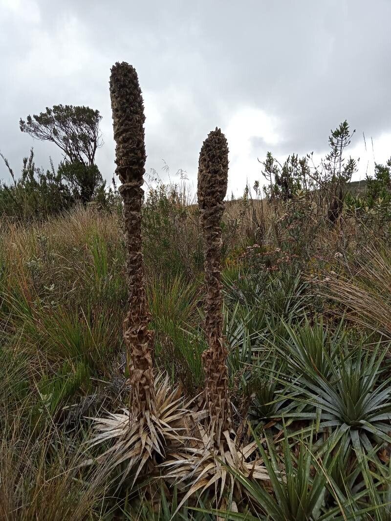 Puya trianae habit
