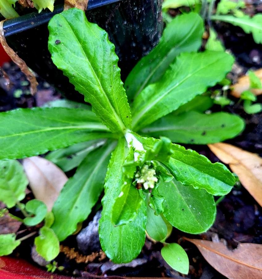 Gamochaeta purpurea — houseplant care guide