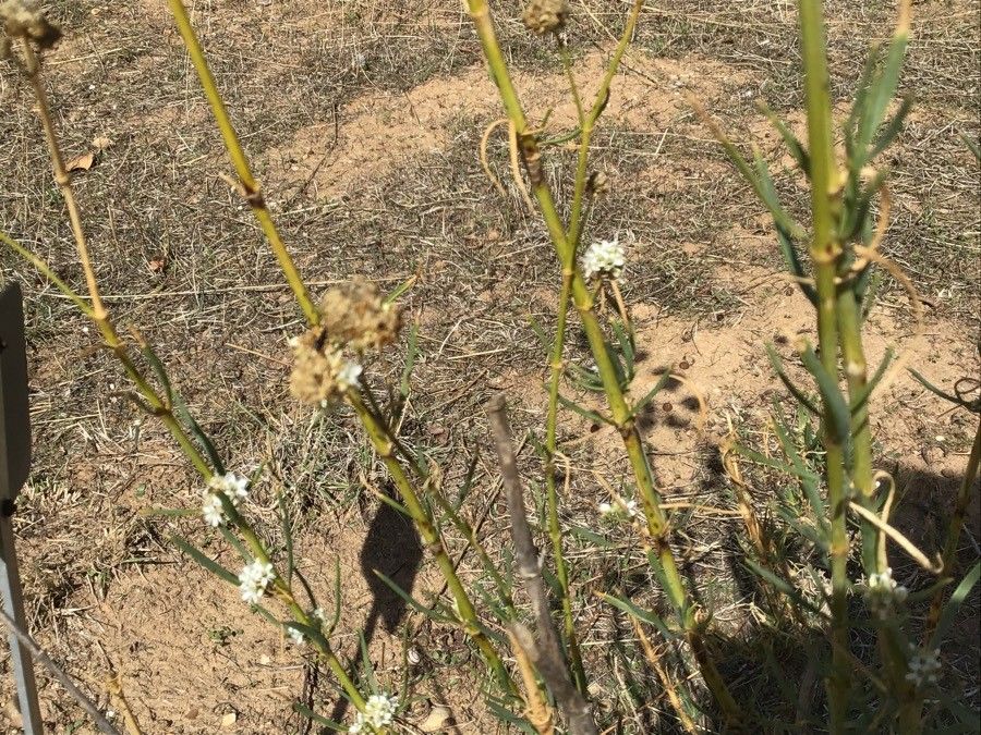 Gypsophila struthium leaf
