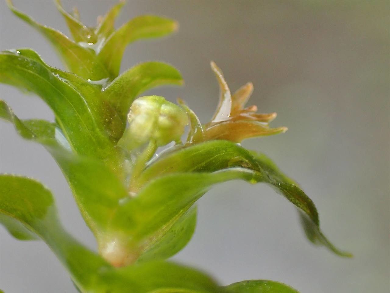 Groenlandia densa flower
