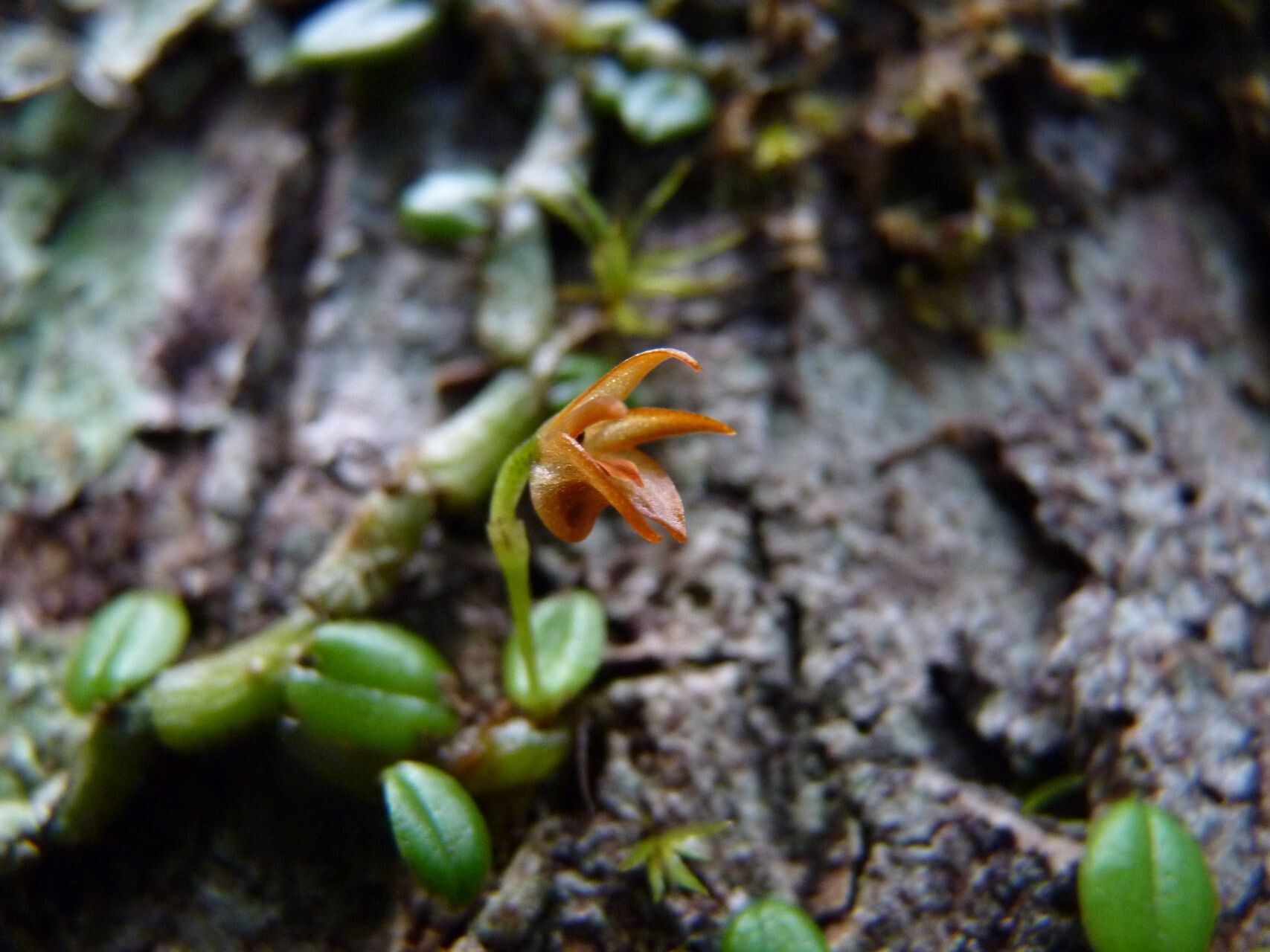 Eria karikouyensis — houseplant care guide