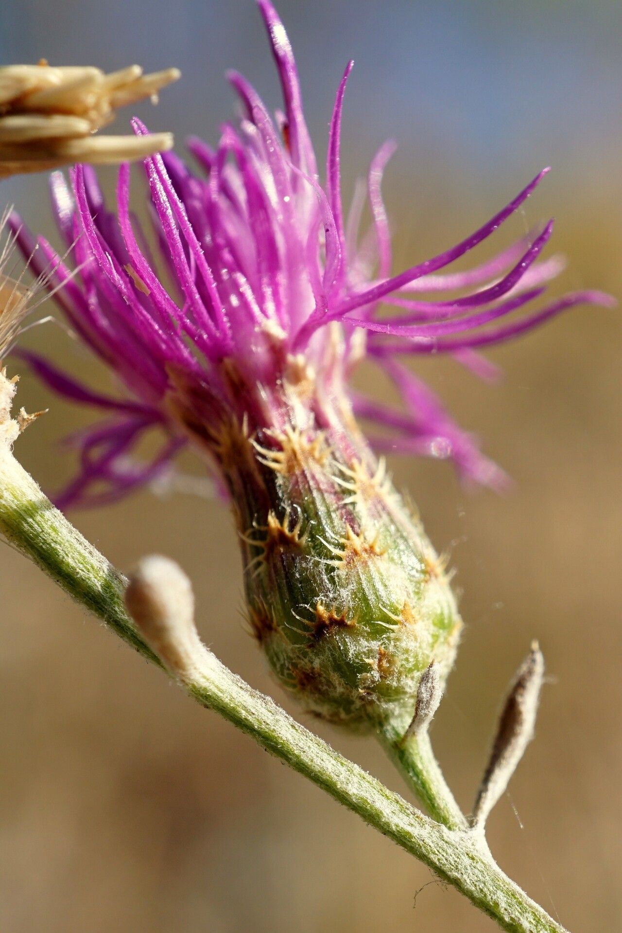 Centaurea biebersteinii flower
