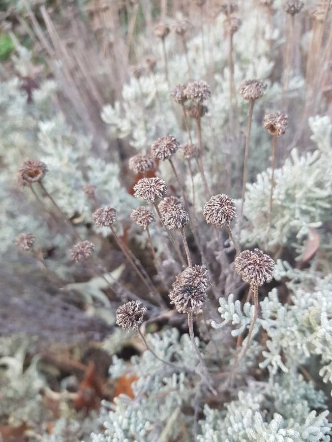 Santolina decumbens flower