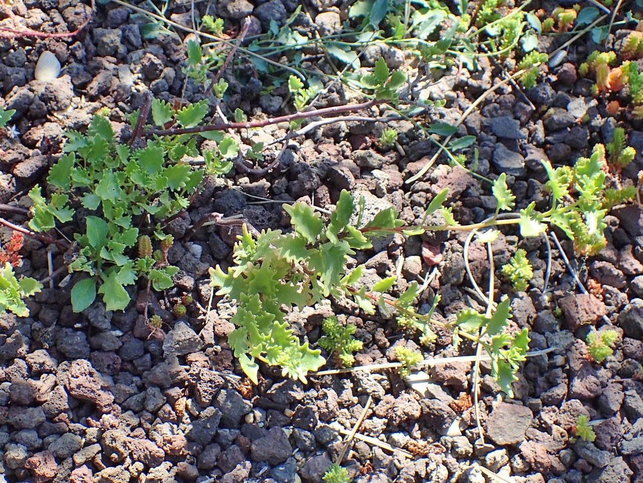 Hylotelephium populifolium habit