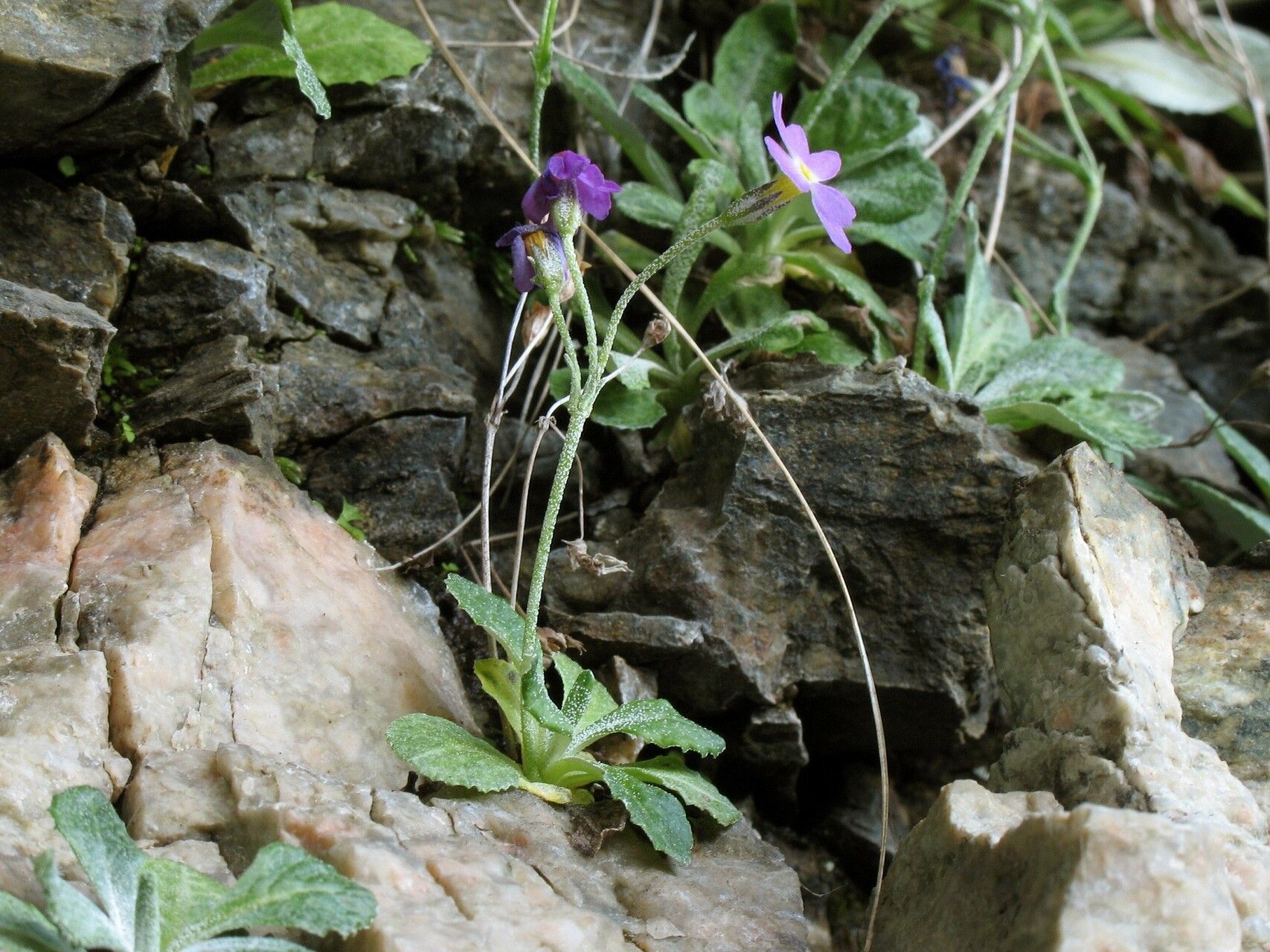 Primula frondosa flower