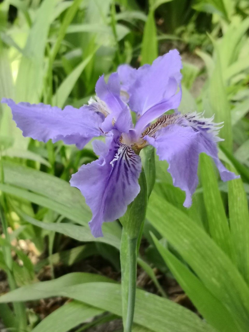 Iris tectorum leaf