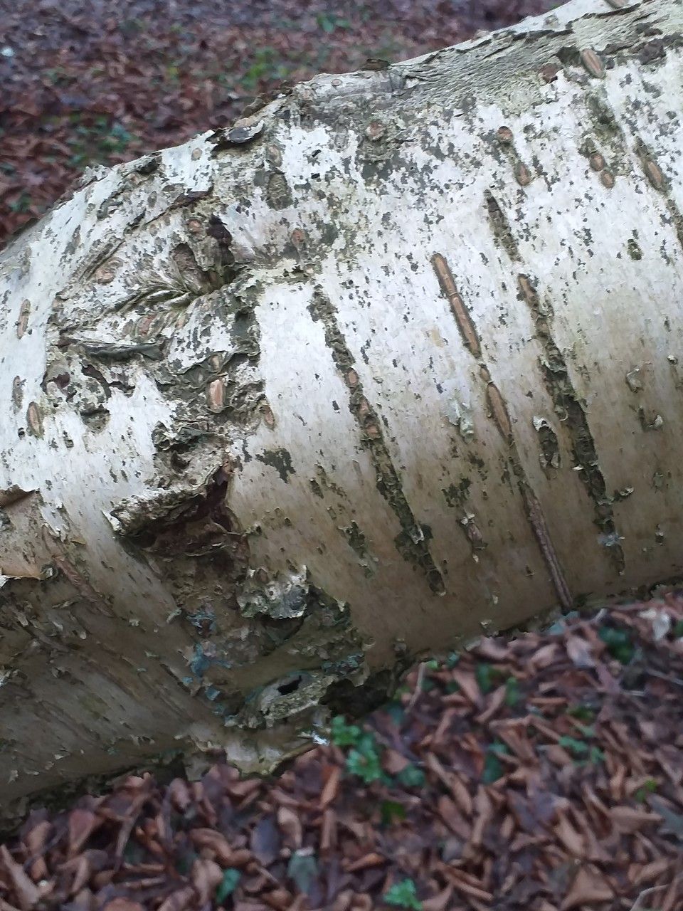 Betula medwediewii bark