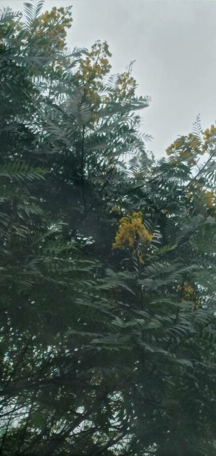 Peltophorum dubium flower