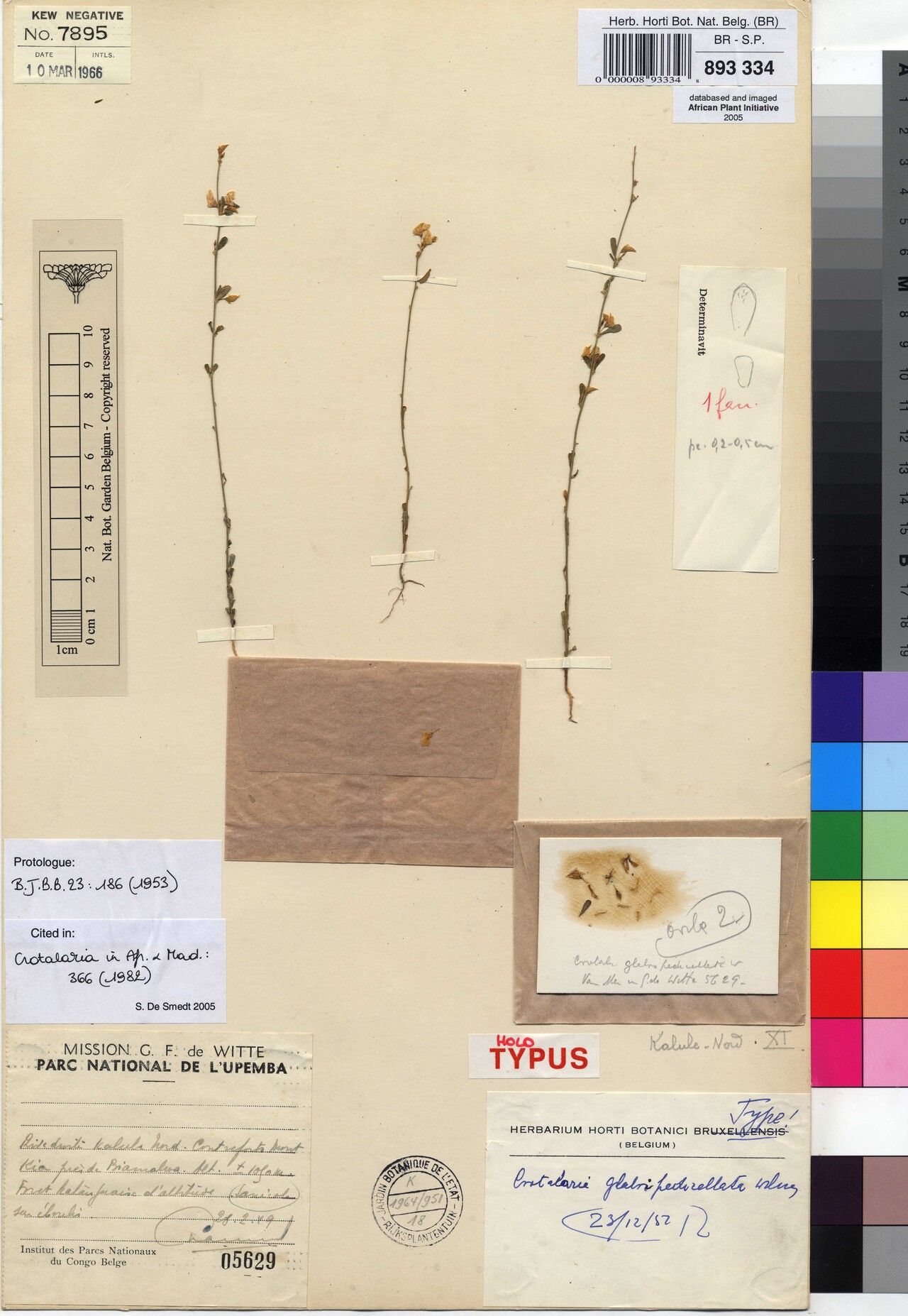 Crotalaria glabripedicellata — houseplant care guide
