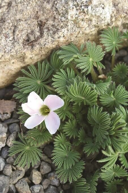 Oxalis palmifrons flower
