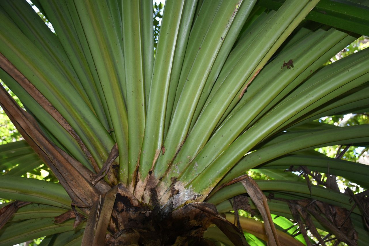 Pandanus iceryi — search result for 'Pandanus'