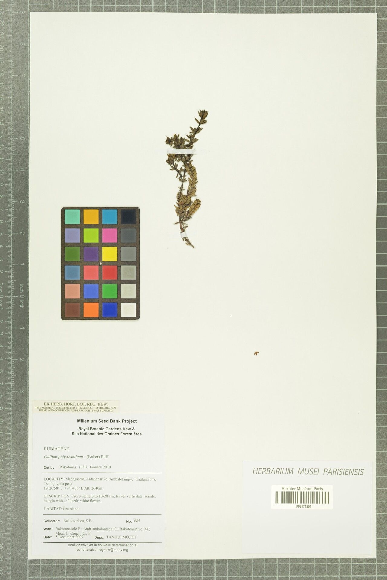 Galium polyacanthum — houseplant care guide