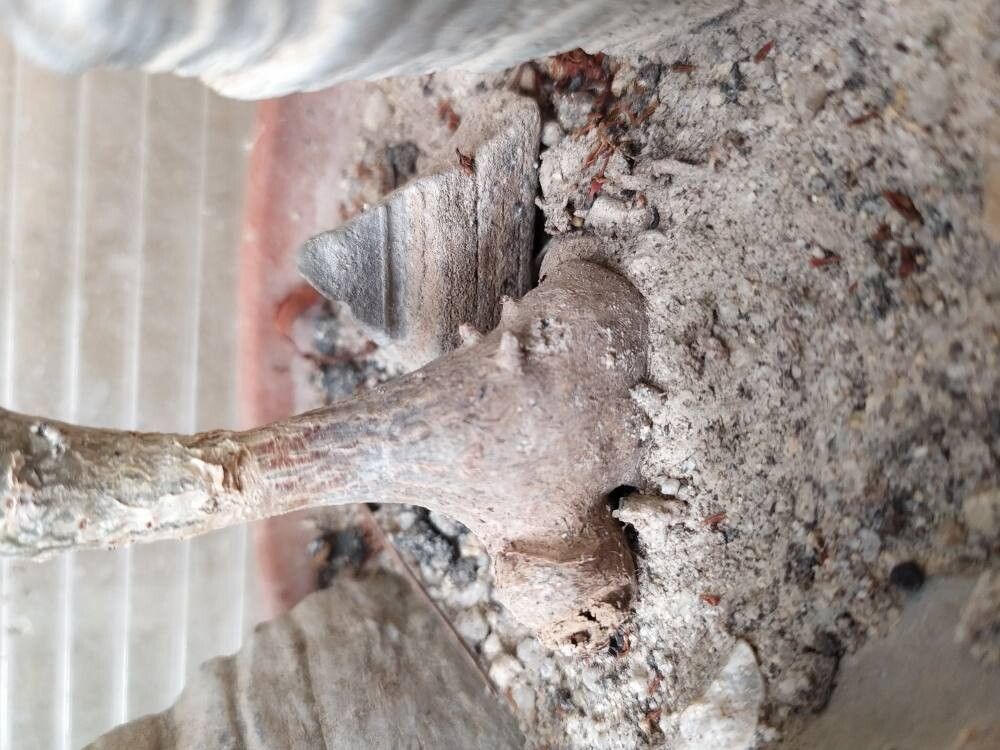 Pelargonium laxum bark