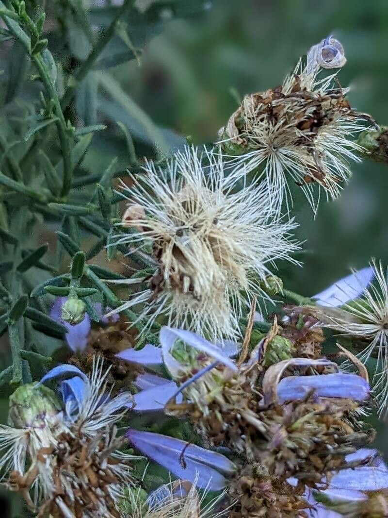 Galatella sedifolia fruit
