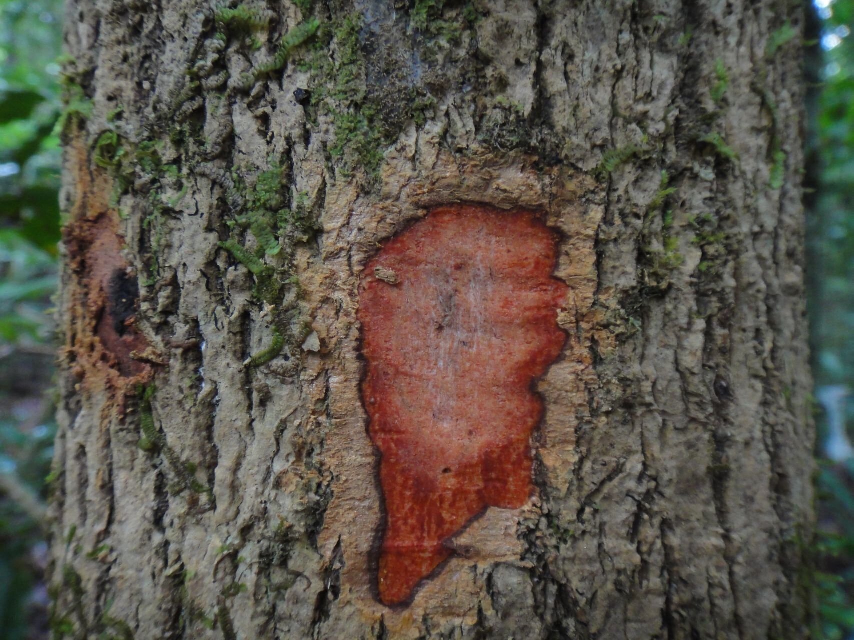 Semecarpus ater bark