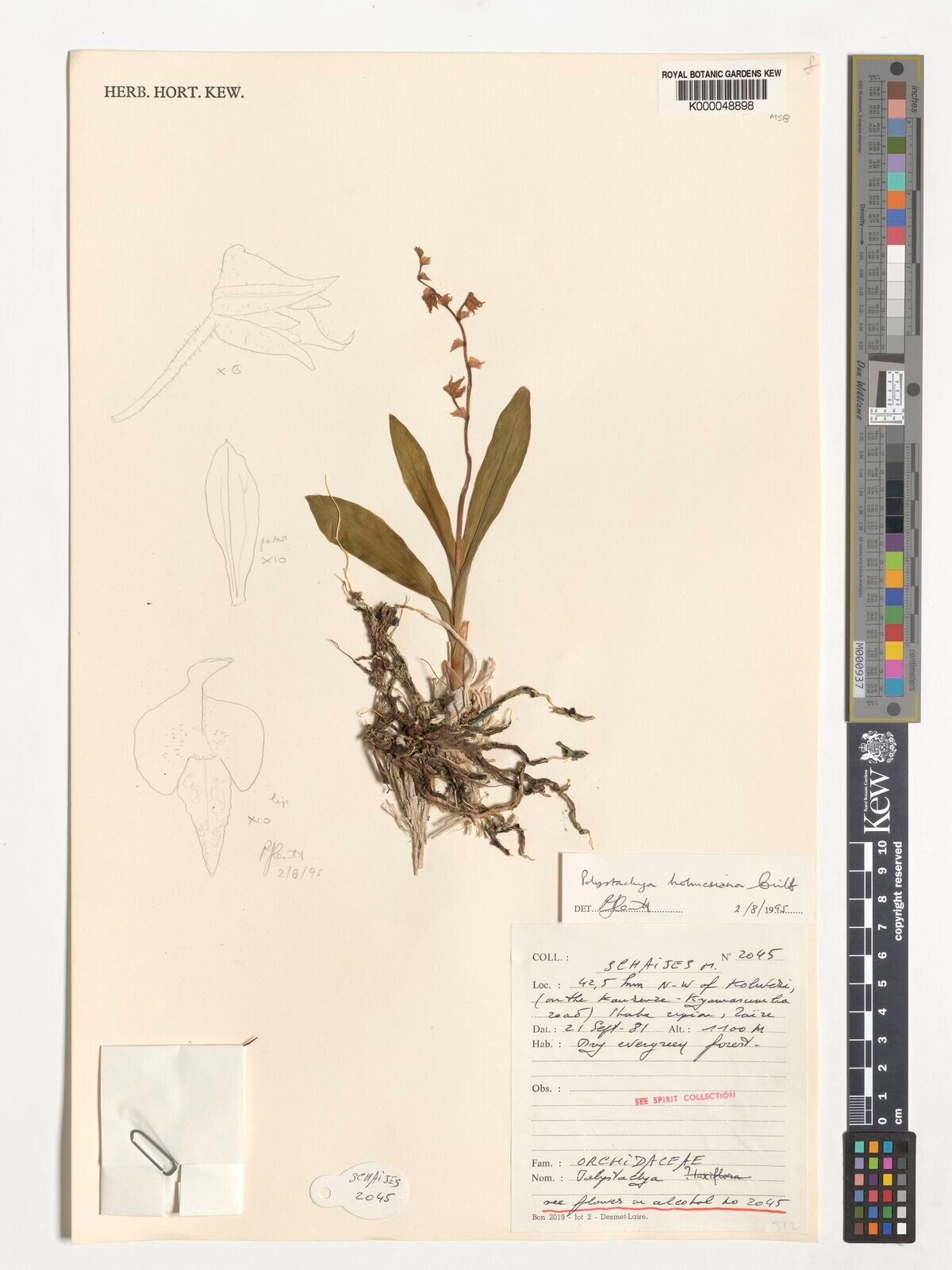 Polystachya holmesiana — houseplant care guide