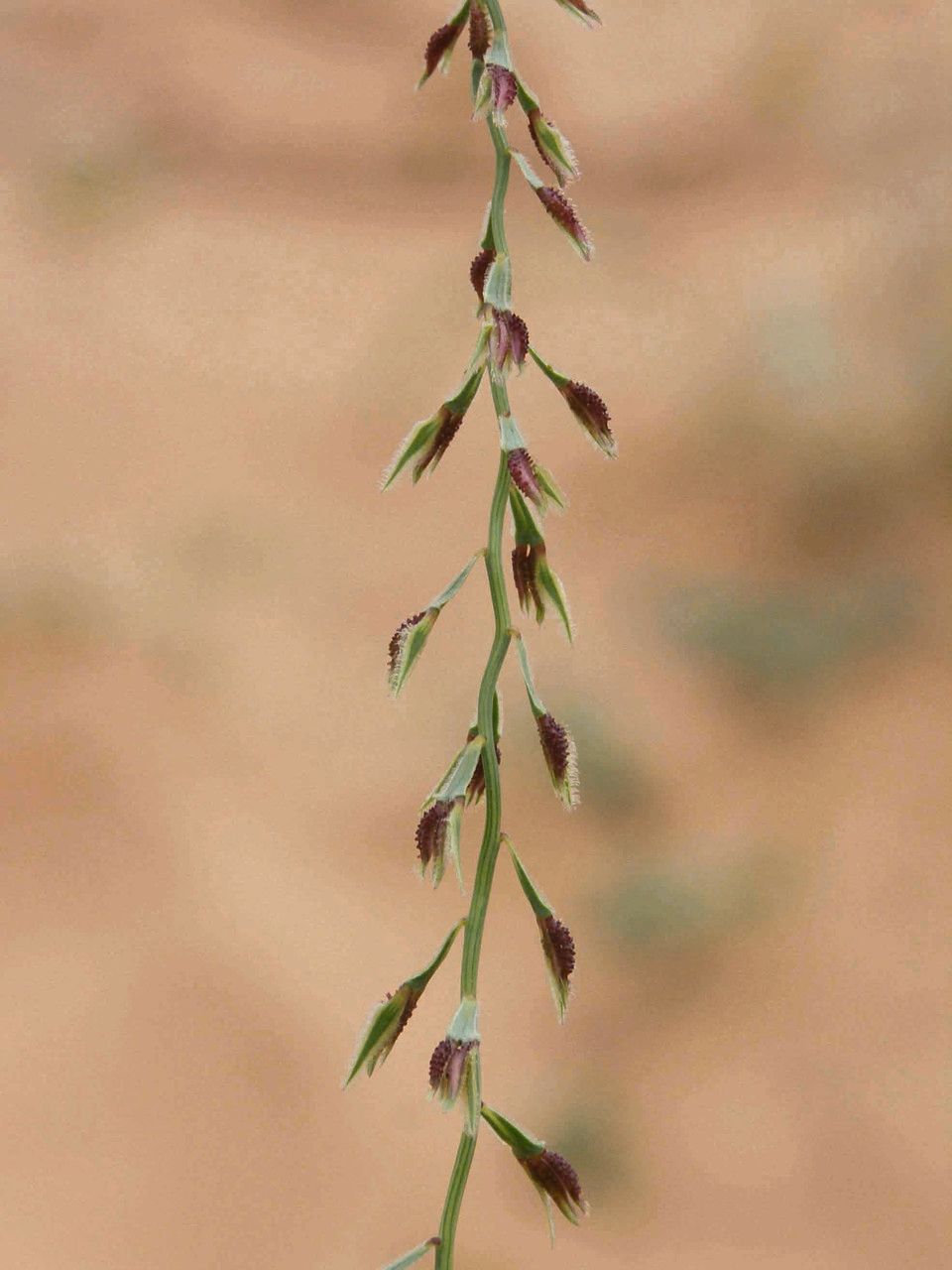 Leptothrium senegalense flower