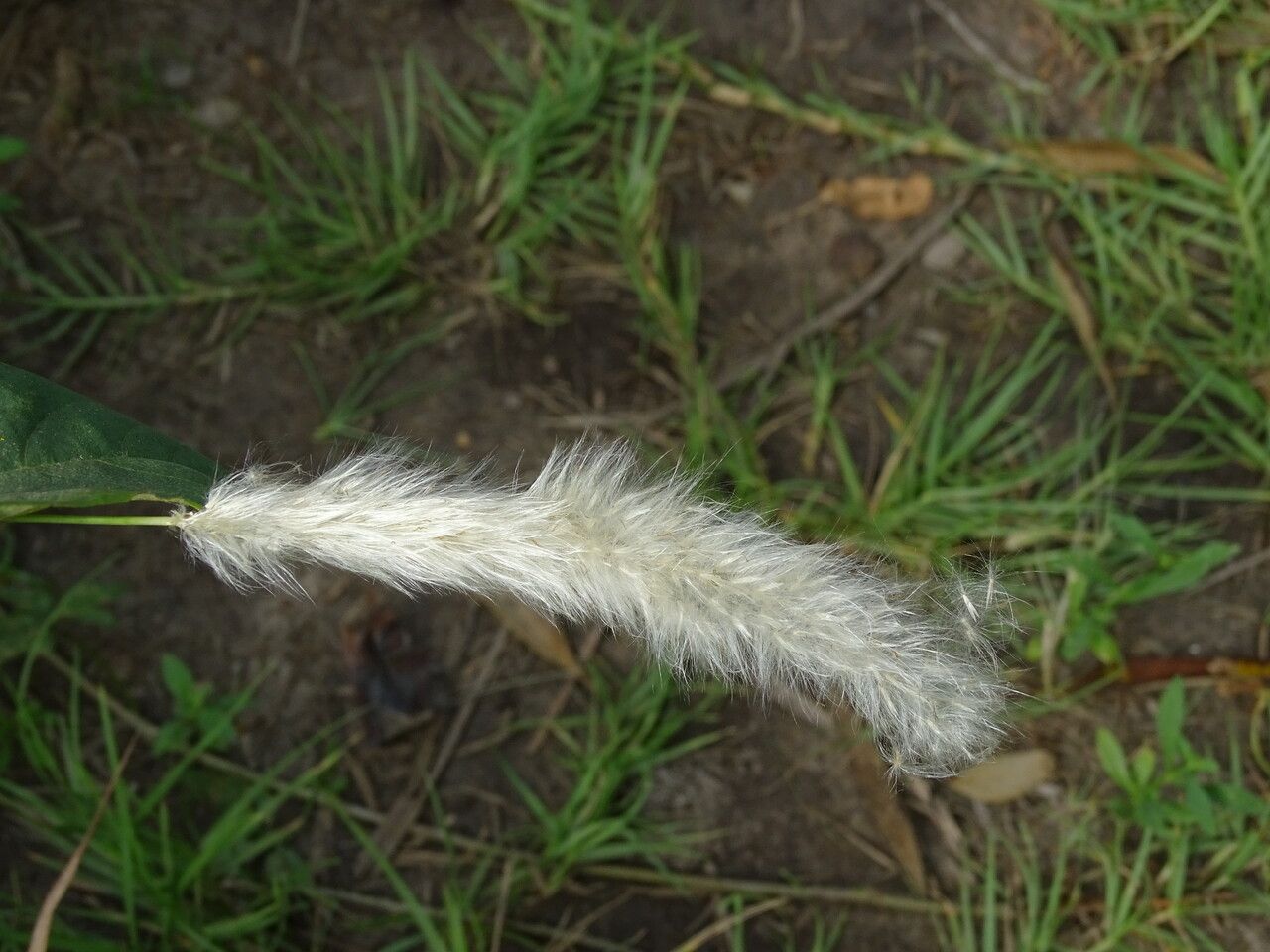 Imperata cylindrica flower
