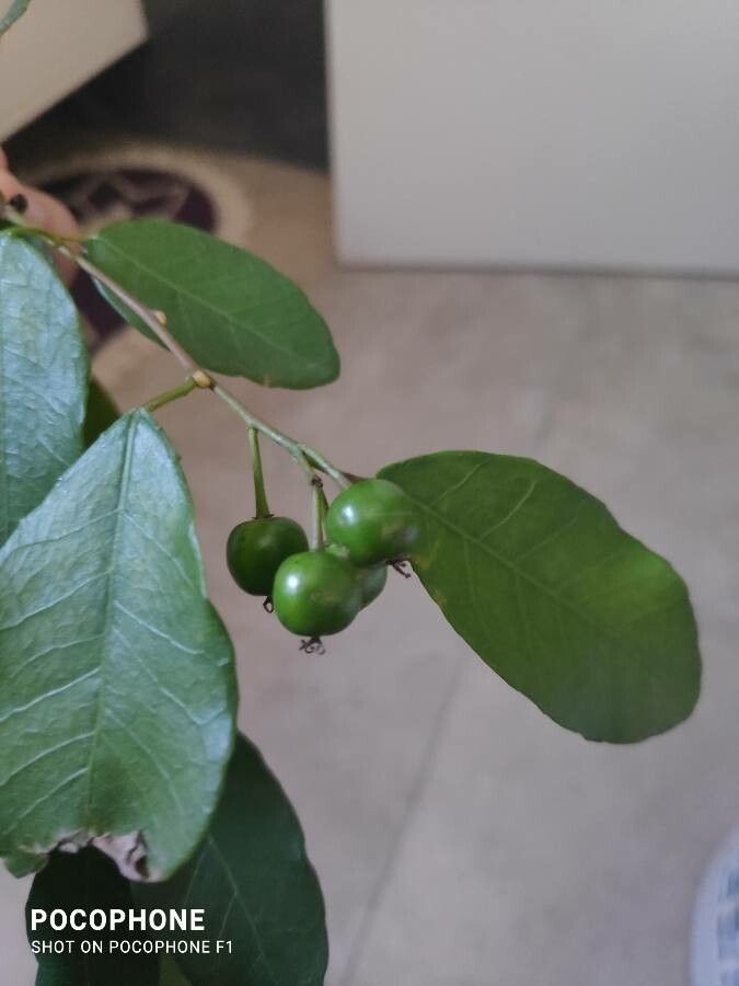 Sebastiania commersoniana fruit