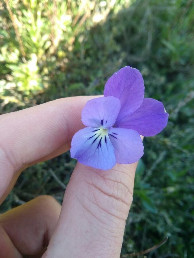 Viola hispida — search result for 'Viola'