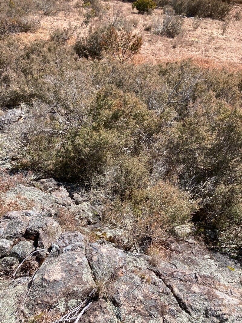 Purshia glandulosa leaf