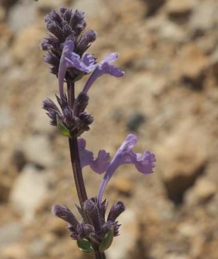 Nepeta cilicica — search result for 'Nepeta'