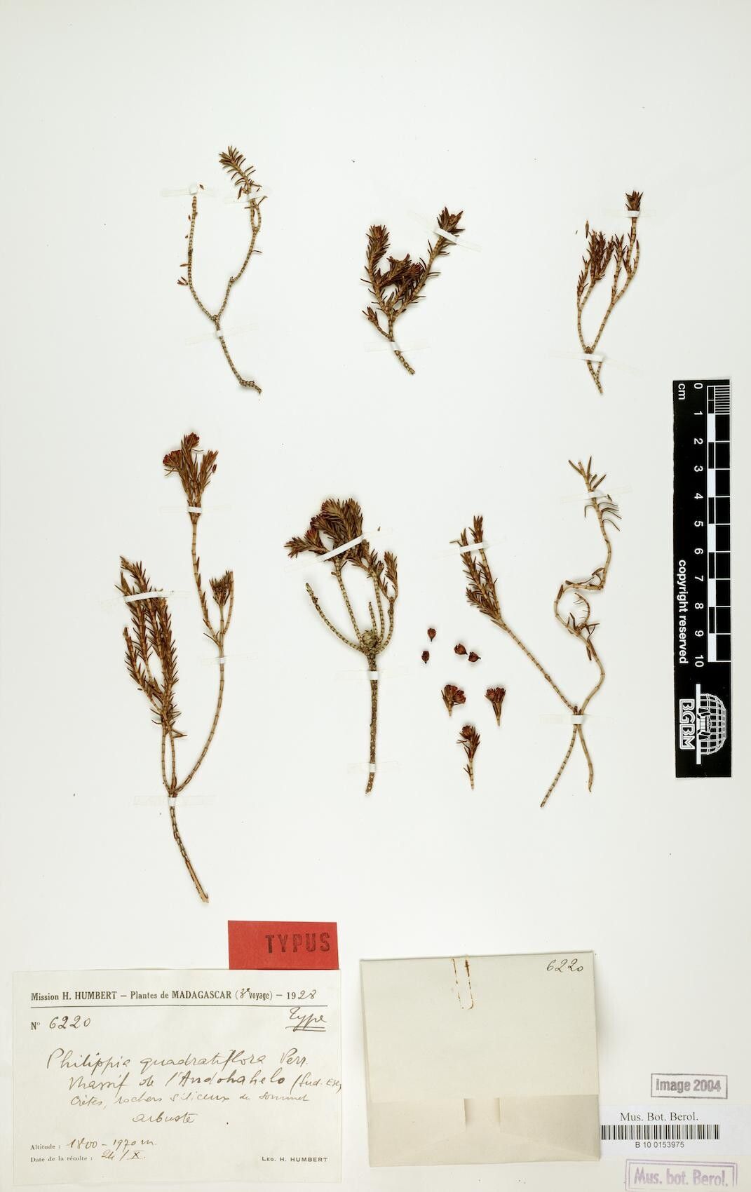 Erica quadratiflora — search result for 'Erica'