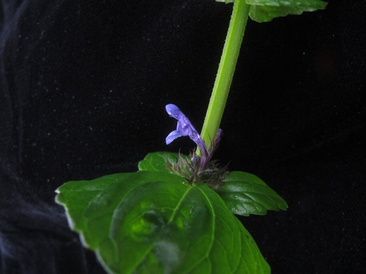 Nepeta laevigata habit
