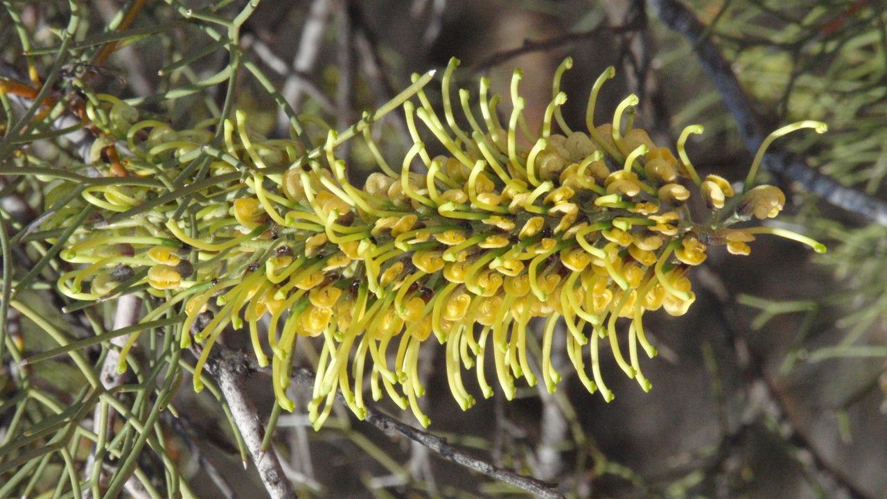 Grevillea stenobotrya — search result for 'Grevillea'