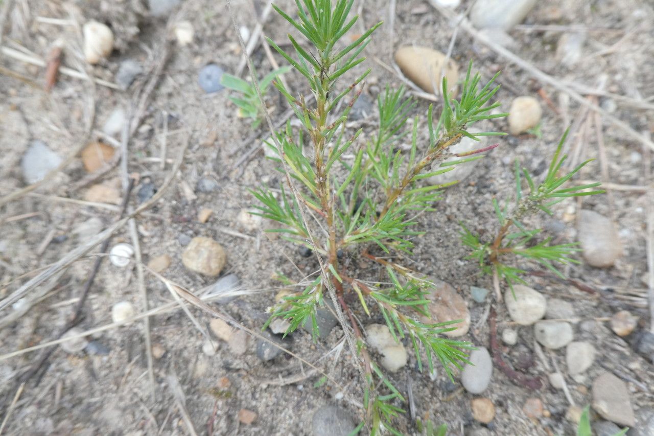 Polycnemum majus leaf