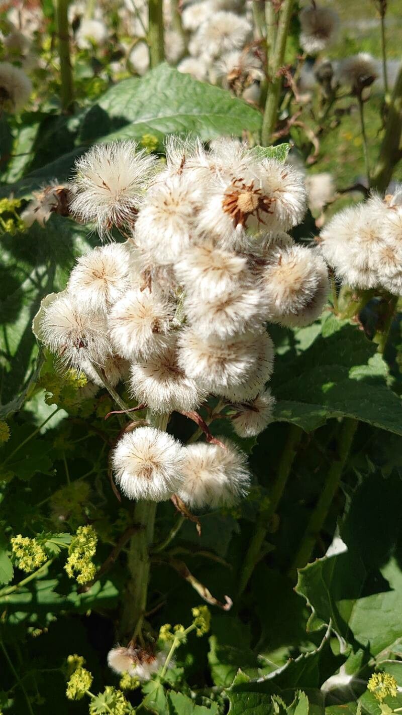 Adenostyles leucophylla fruit