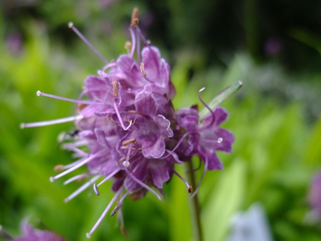Nardostachys jatamansi flower