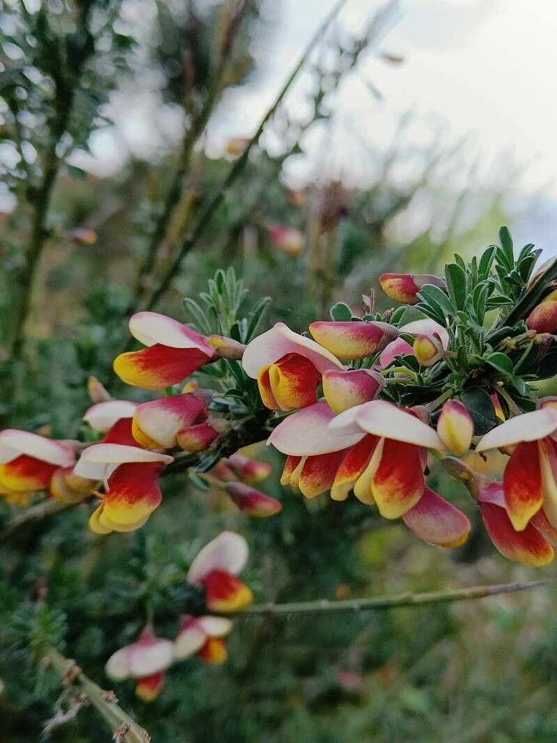 Cytisus × dallimorei fruit