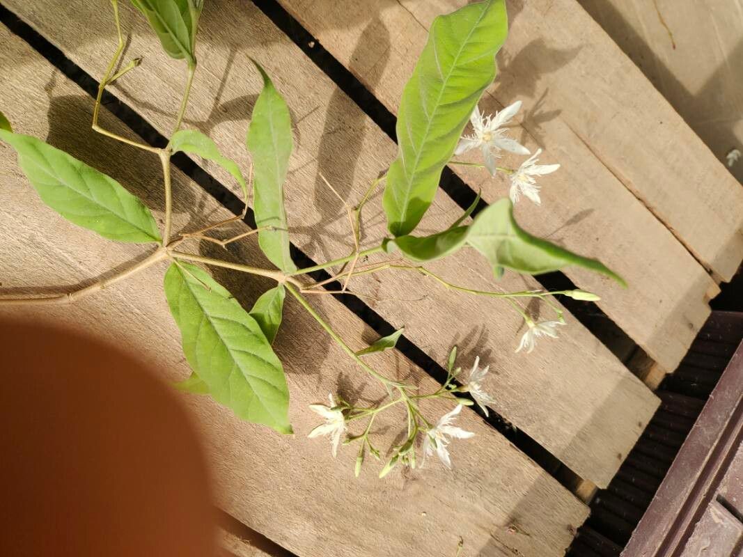 Wrightia tinctoria — search result for 'Wrightia'