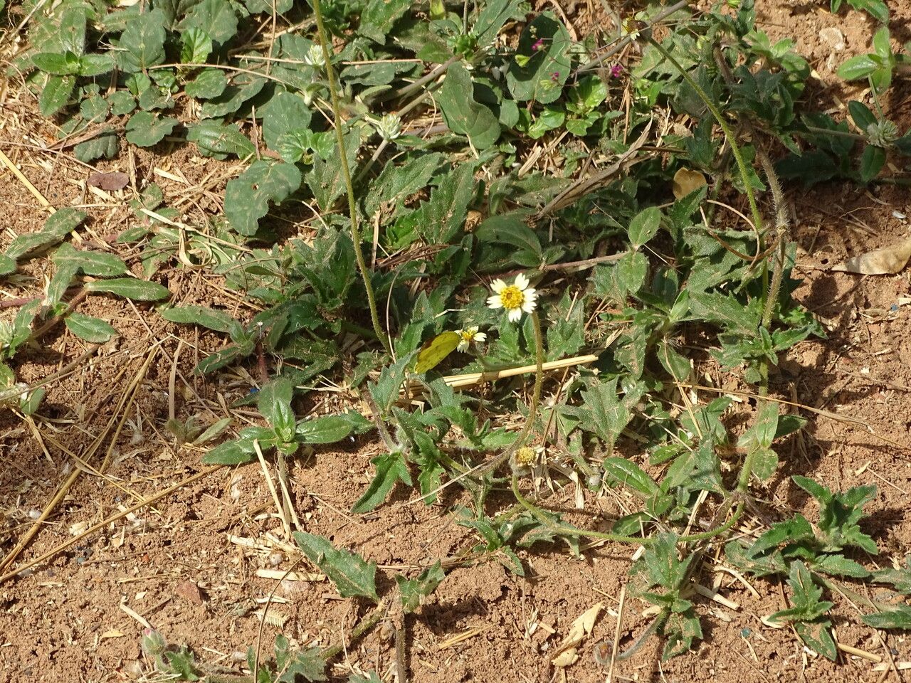 Tridax procumbens flower