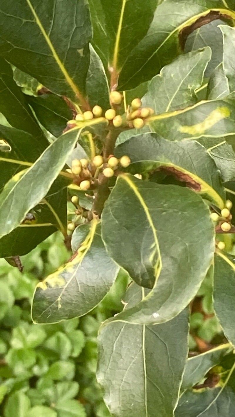 Laurus azorica fruit